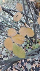 Corylopsis sinensis