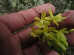 Epidendrum zipaquiranum