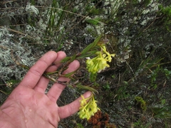 Epidendrum zipaquiranum