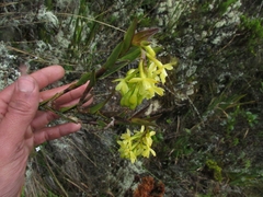 Epidendrum zipaquiranum
