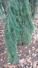 Picea omorika