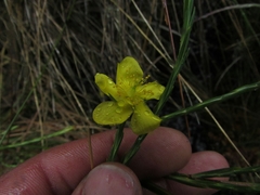 Hypericum strictum