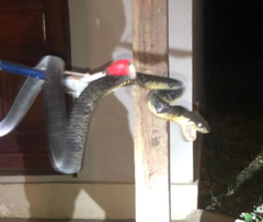 Toxicodryas blandingii