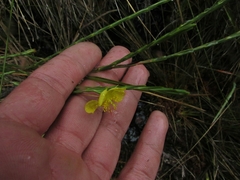 Hypericum strictum