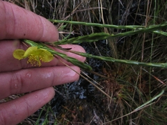 Hypericum strictum