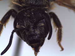 Halictus