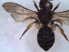 Halictus