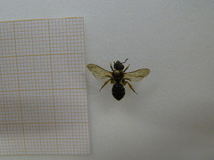Halictus