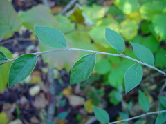 Cotoneaster dielsianus