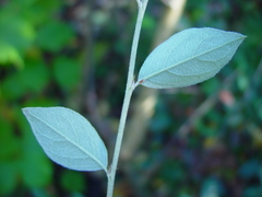 Cotoneaster dielsianus