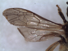 Halictus