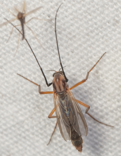 Glyptotendipes testaceus photo 3