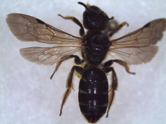 Halictus maculatus