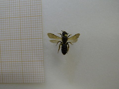 Halictus maculatus