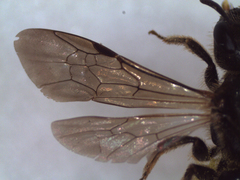 Halictus maculatus