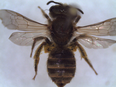 Halictus seladonius
