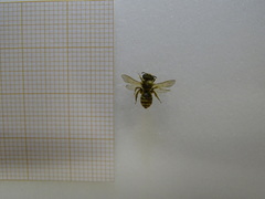 Halictus seladonius