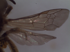 Halictus seladonius