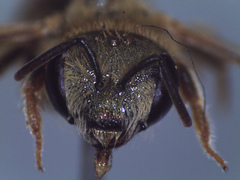 Halictus seladonius