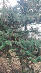 Abies koreana