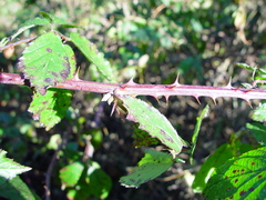 Rubus lindleianus