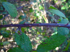 Rubus lindleianus