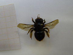 Xylocopa cantabrita