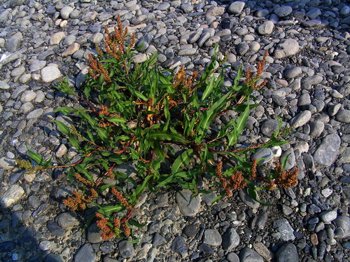 Siberian dock (Rumex sibiricus)