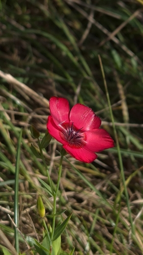 Linum grandiflorum