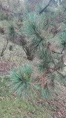 Pinus peuce