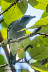 Coracina macei larutensis