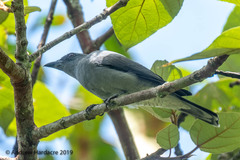 Coracina macei larutensis