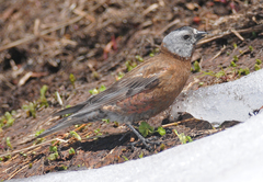 Leucosticte tephrocotis littoralis