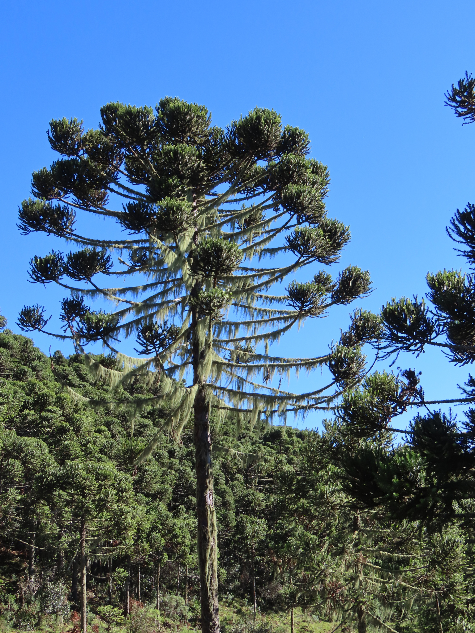 Araucaria angustifolia