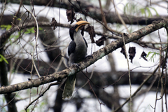 Ocyceros gingalensis