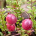 Vaccinium macrocarpon - Photo (c) Todd Norris, μερικά δικαιώματα διατηρούνται (CC BY-NC), uploaded by Todd Norris
