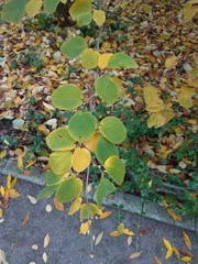 Corylopsis sinensis