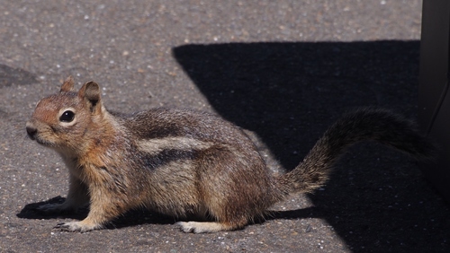 Cascade Golden-mantled Ground Squirrel