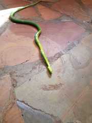 Philothamnus natalensis