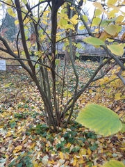 Corylopsis sinensis