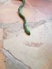 Philothamnus natalensis