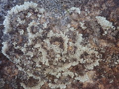 Xanthoparmelia scabrosa