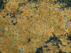 Caloplaca cinnabarina