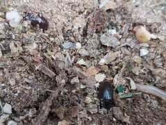 Alphitobius diaperinus