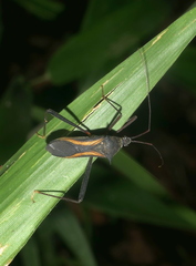 Cleotopetalops bicolor