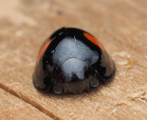 Kidney-spot Ladybird, photo 2 of 7
