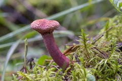 Suillus asiaticus