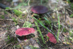 Suillus asiaticus