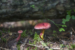 Suillus asiaticus