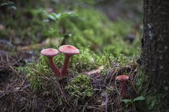 Suillus asiaticus